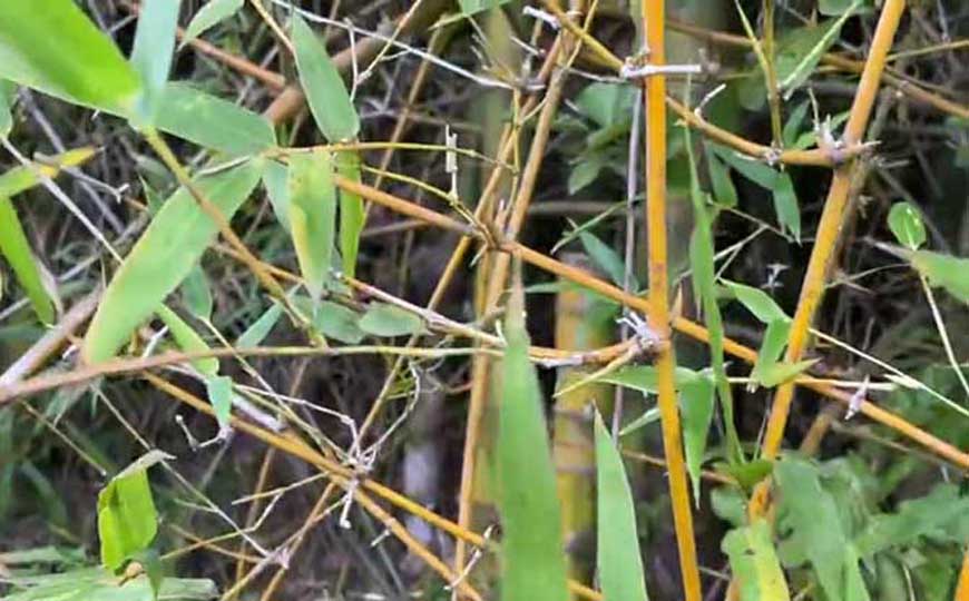 簕竹