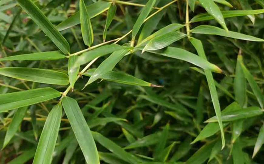 竹