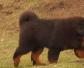 藏獒是什么犬种？