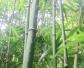 竹子的用途及经济价值