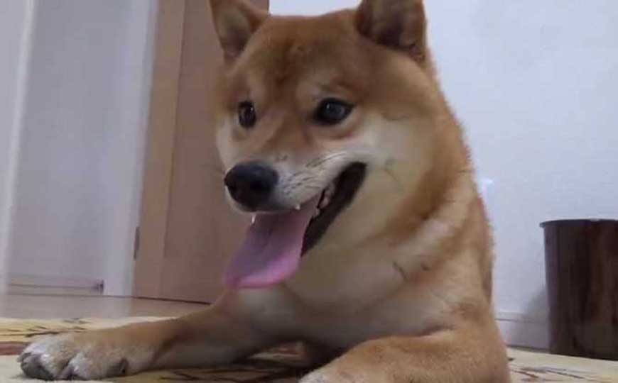 柴犬