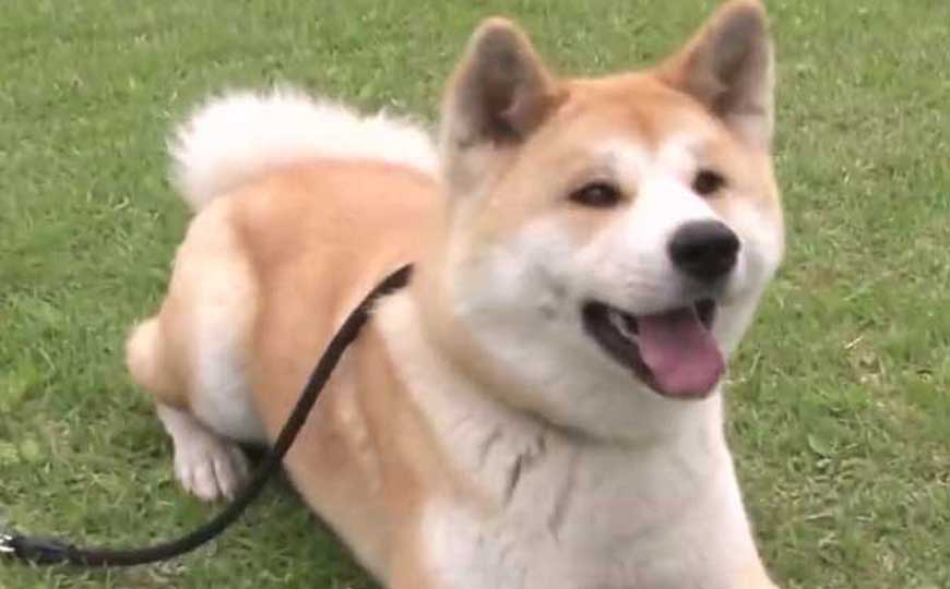 秋田犬