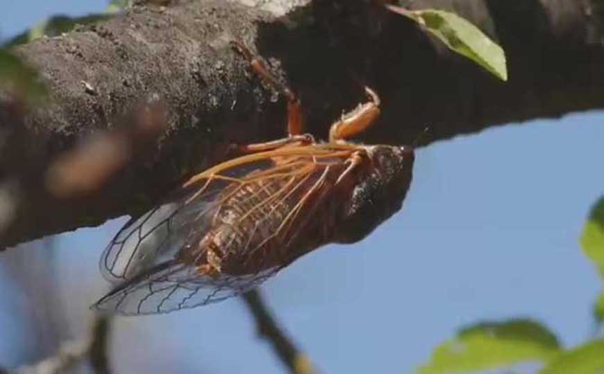 蝉