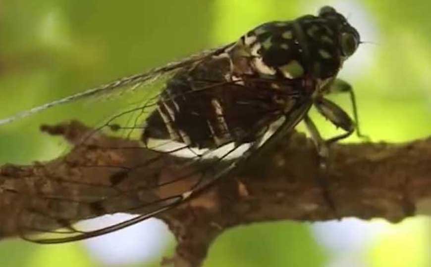 蝉
