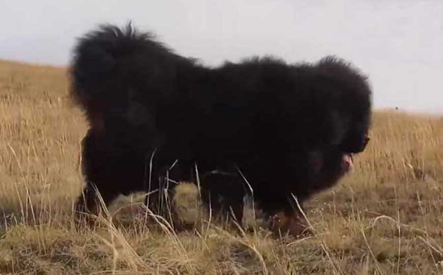 藏獒价格多少钱一只？