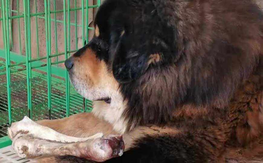 藏獒