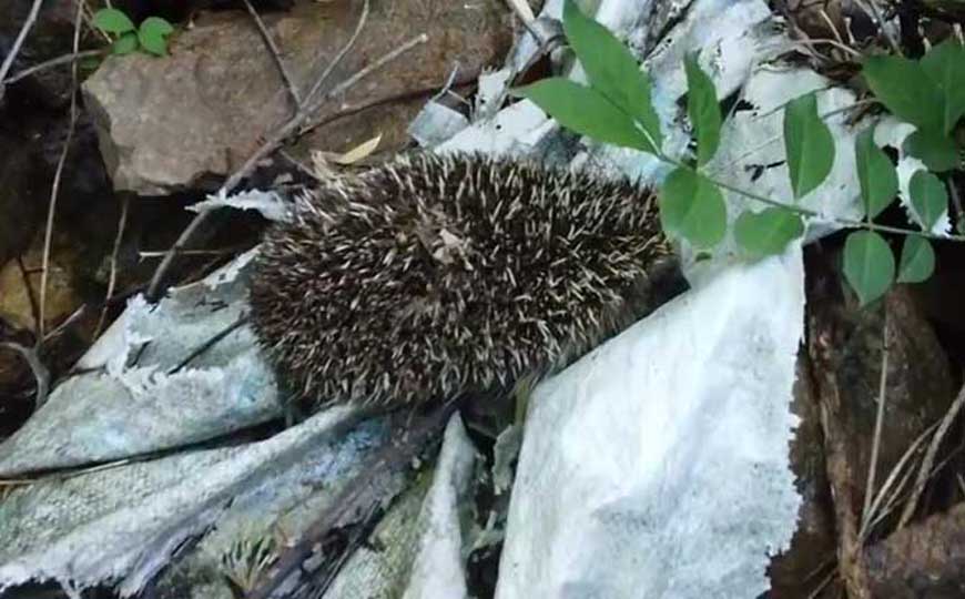 刺猬
