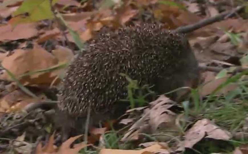 林猬