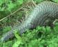 穿山甲(鲮鲤、石鲮鱼)