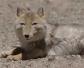 藏狐(西沙狐、草地狐)