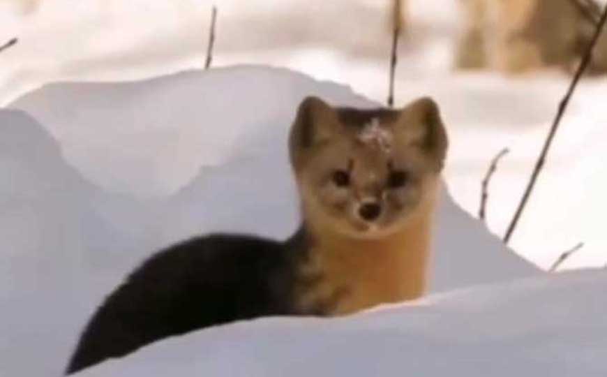 貂种类名称及图片大全