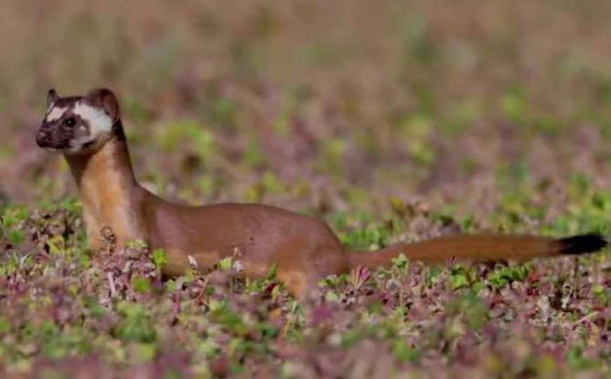 貂是国家几级保护动物？