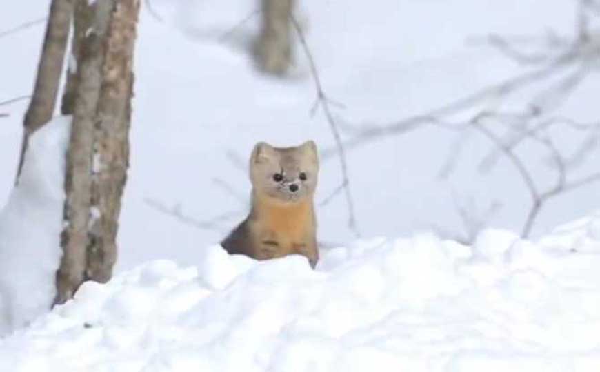 貂
