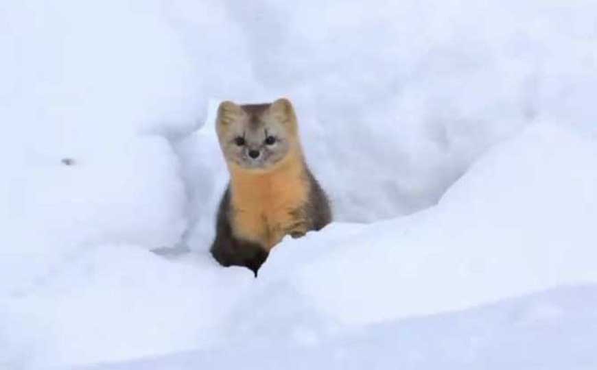 紫貂是什么动物？