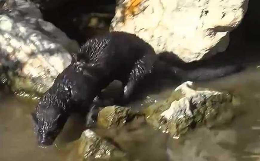 水貂是什么动物？