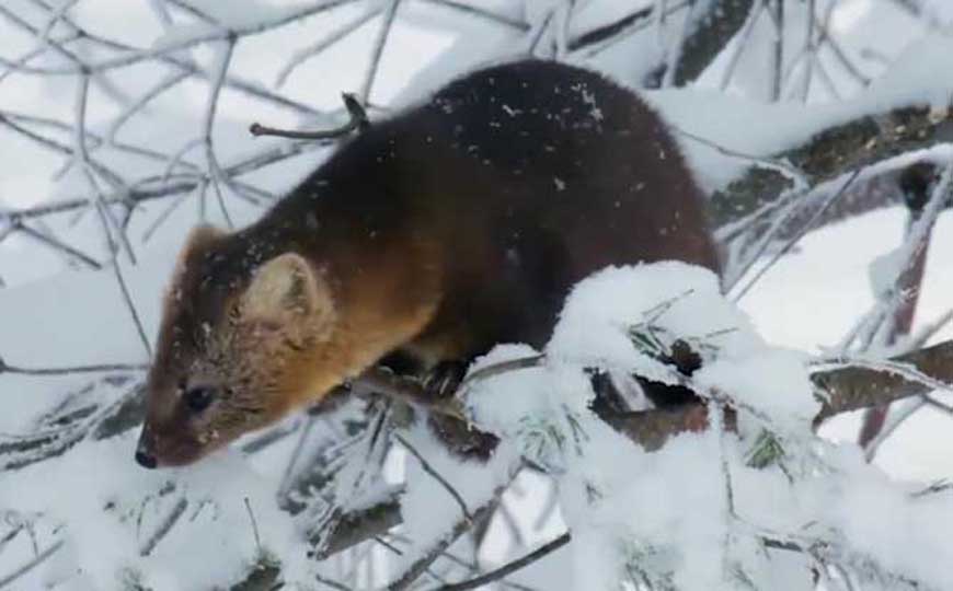 渔貂是什么动物？