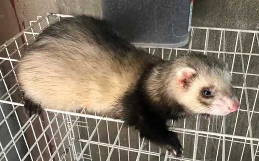 宠物貂是什么动物？