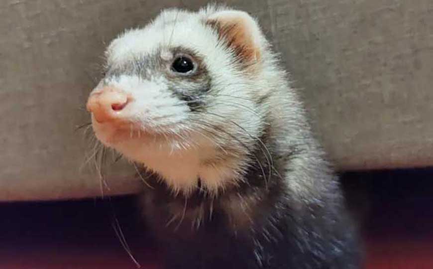 宠物貂