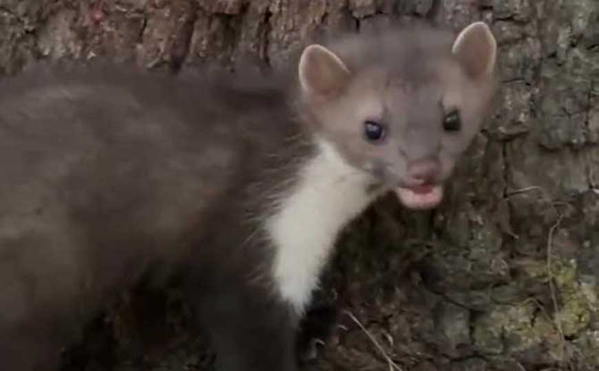 石貂是什么动物？