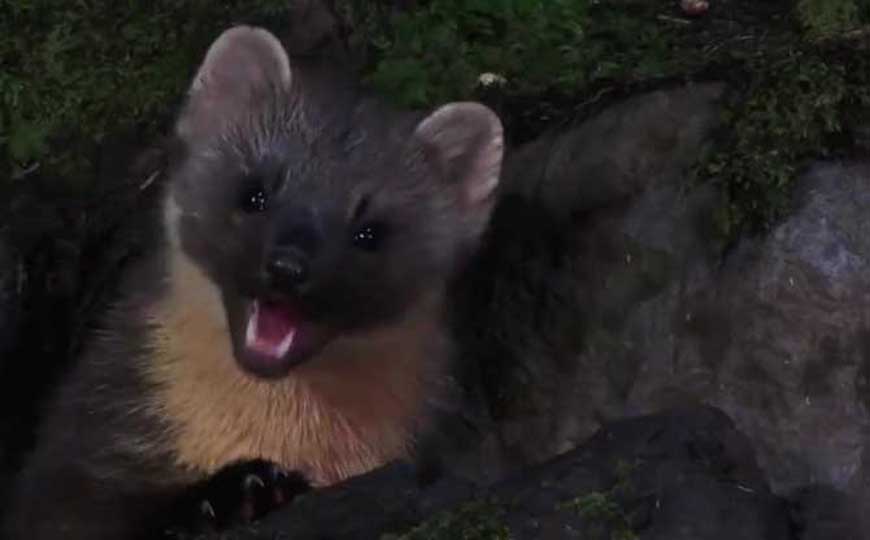 貂和黄鼠狼的区别