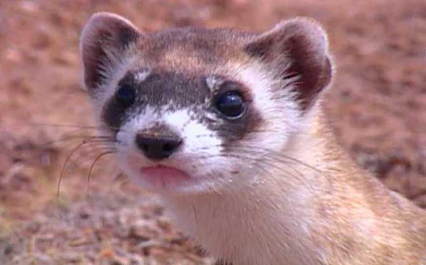 黑足雪貂是什么动物？