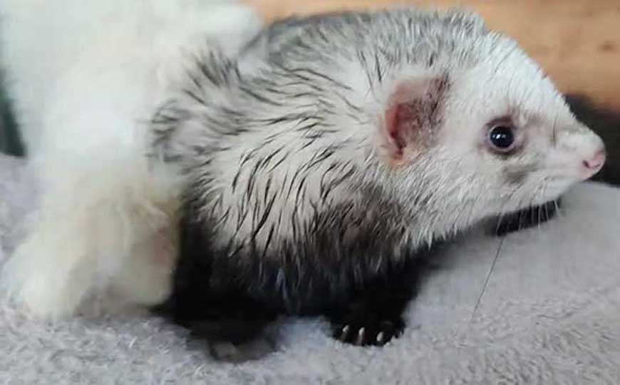 安格鲁貂是什么动物？