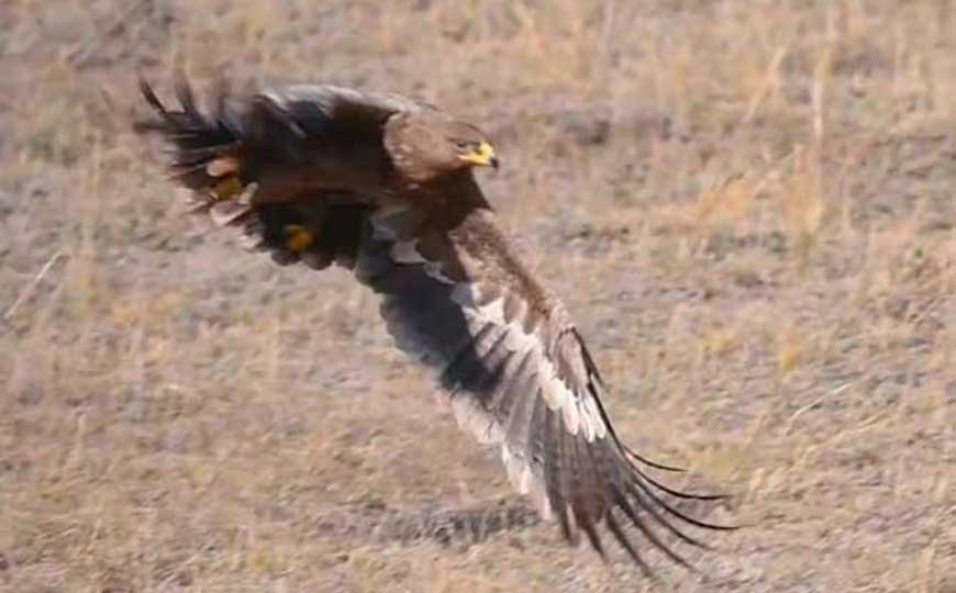 雕是什么动物？