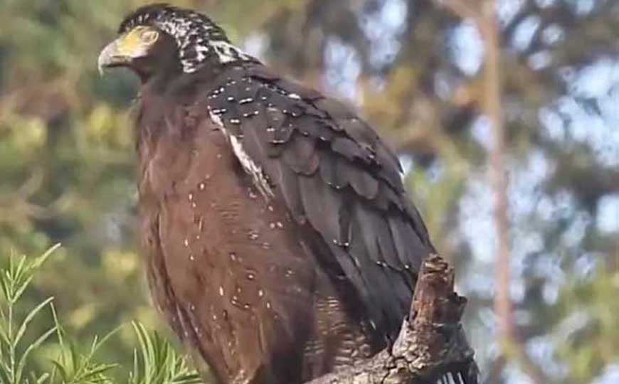 蛇雕是什么动物？