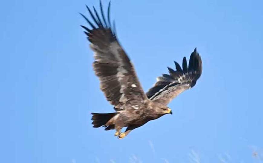 草原雕是什么动物？