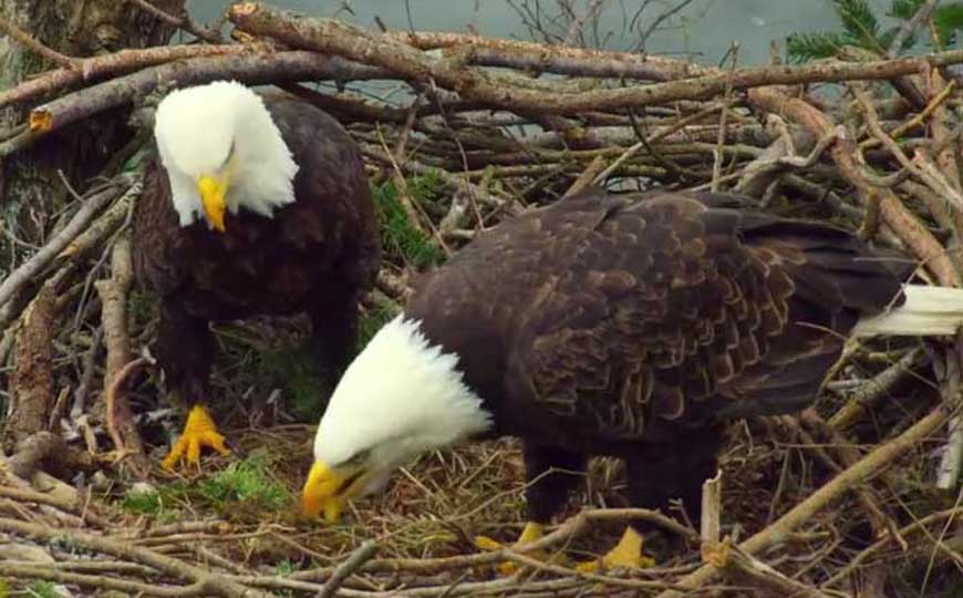 白头海雕是什么动物？