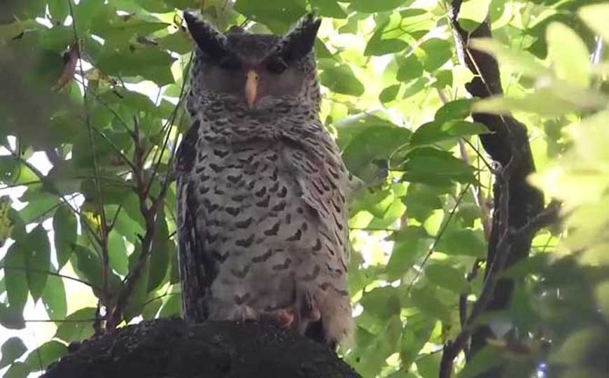 雕鸮是什么动物？