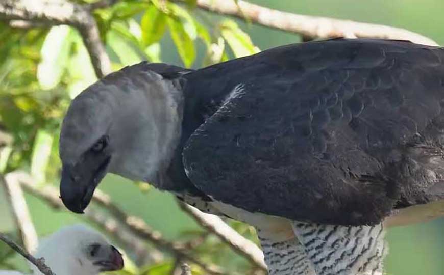 角雕是什么动物？