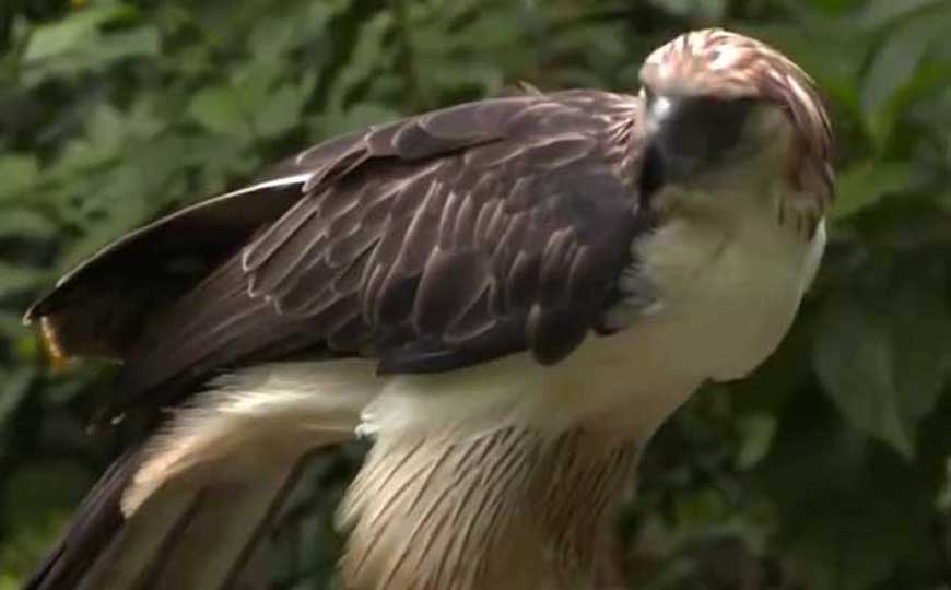 食猿雕是什么动物？