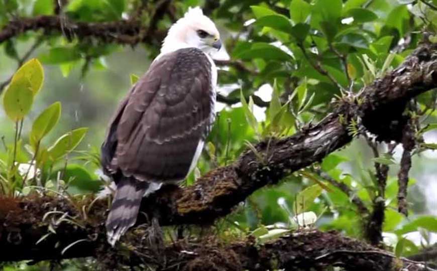 鹰雕是什么动物？