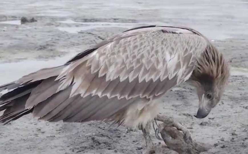 玉带海雕是什么动物？