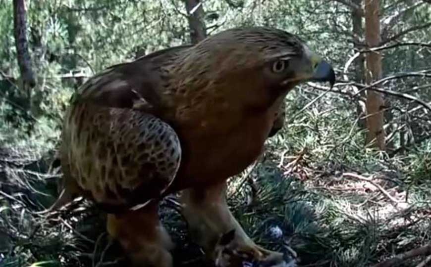 棕腹隼雕是什么动物？