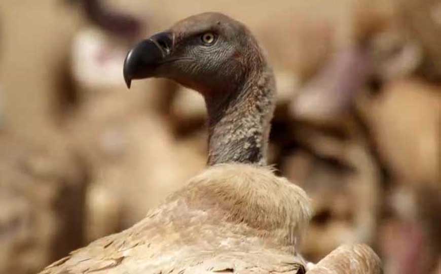 座山雕是什么动物？