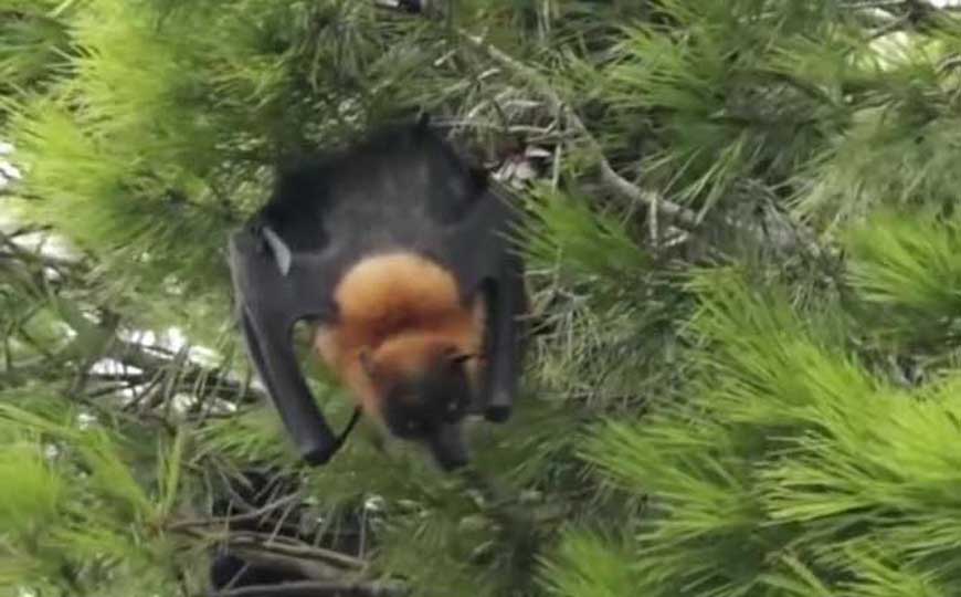 蝙蝠
