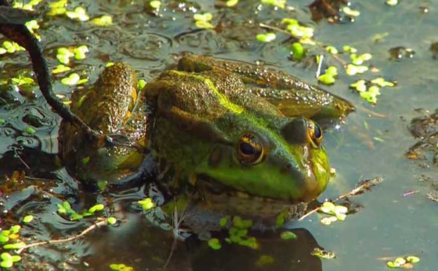 冬眠的动物有哪些？