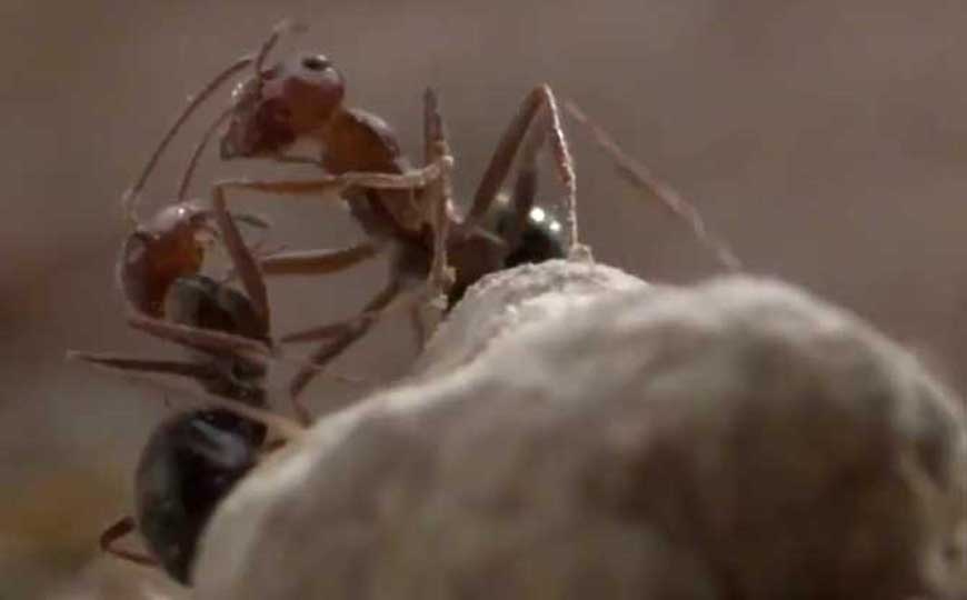 动物是怎样过冬的？