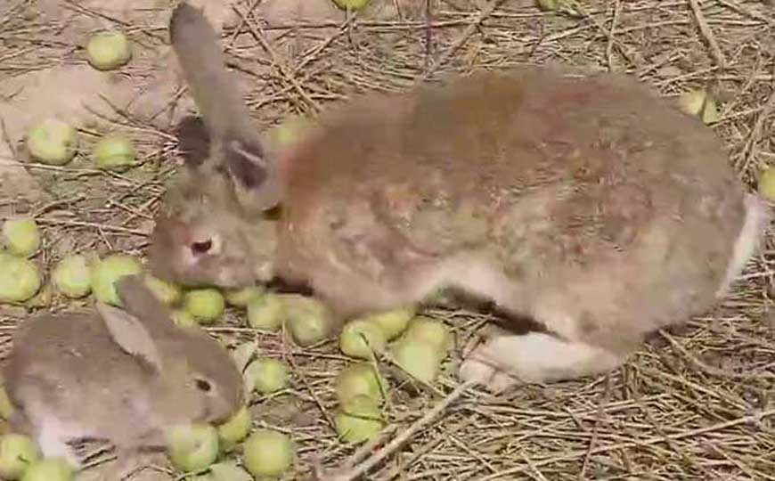 兔子会冬眠吗？