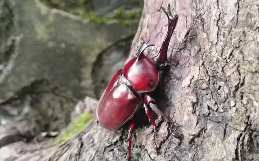 独角仙是什么动物？