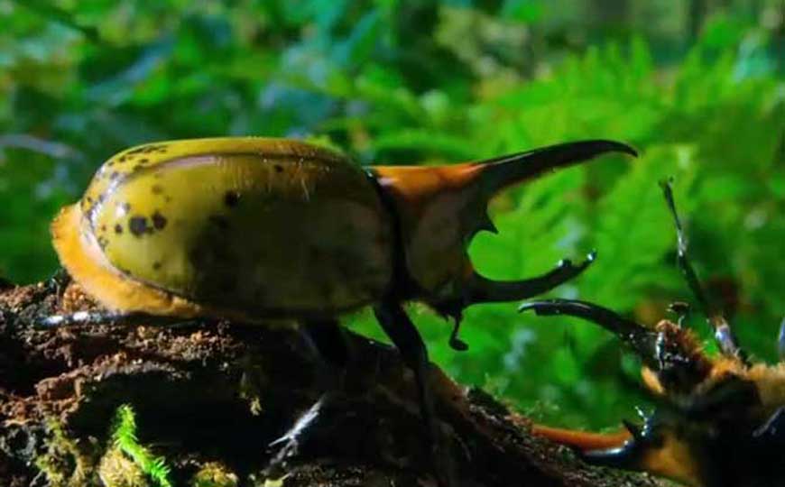 独角仙价格多少钱一只？