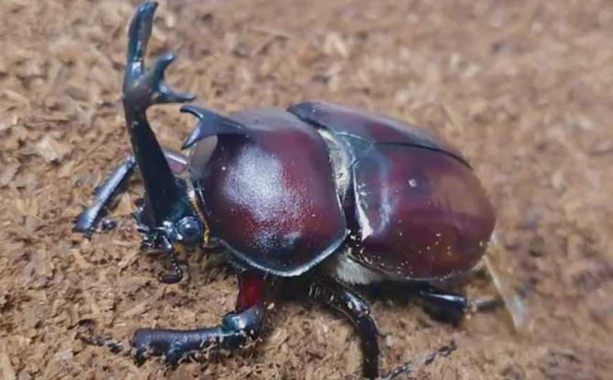 独角仙是几级保护动物？