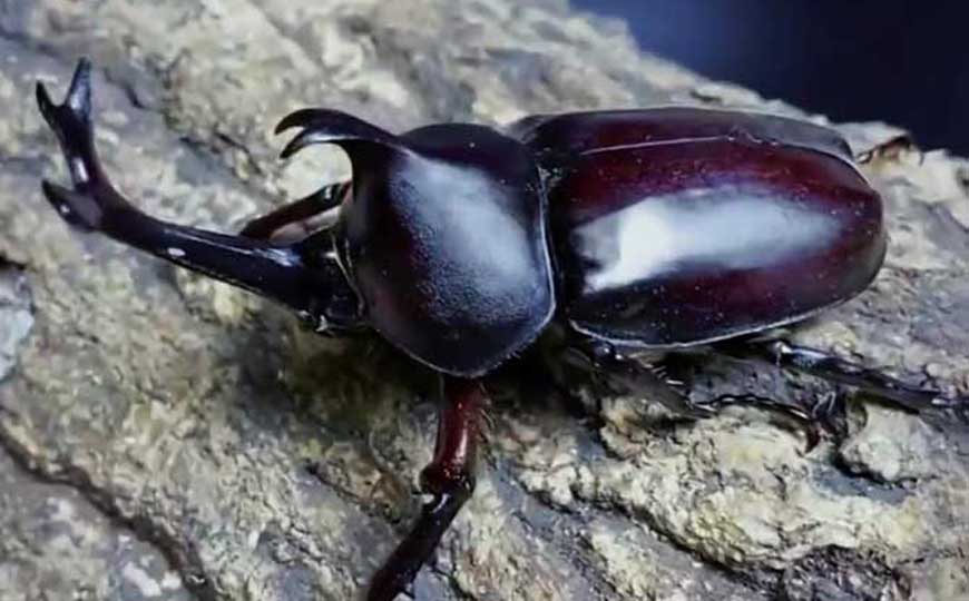 饲养独角仙犯法吗？