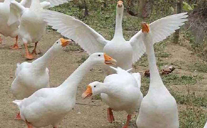 鹅是什么动物？