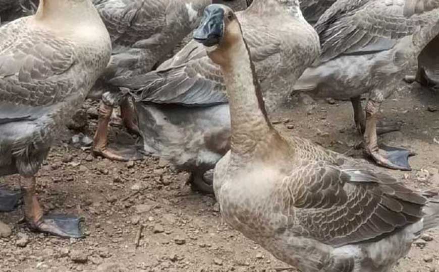 鹅的拼音怎么读？