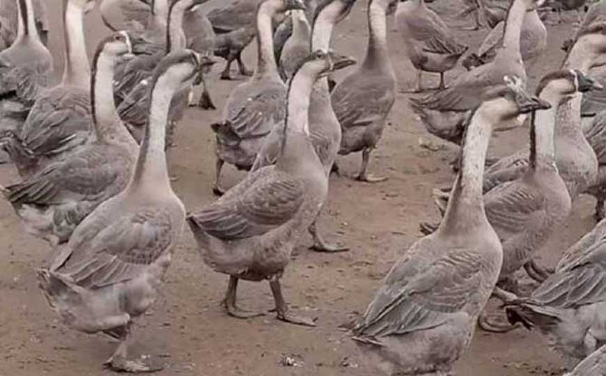 鹅的英文怎么读？