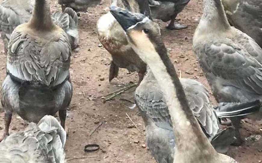 鹅的祖先是什么动物？