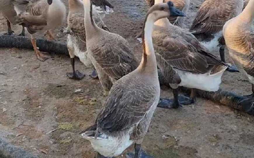 鹅的寿命一般多少年？